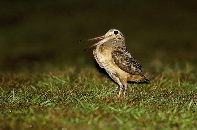 Listen for the woodcock’s peent calls at dusk.