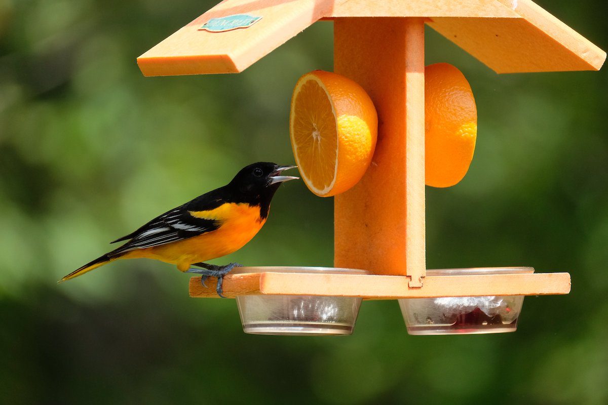 orange feeder for orioles
