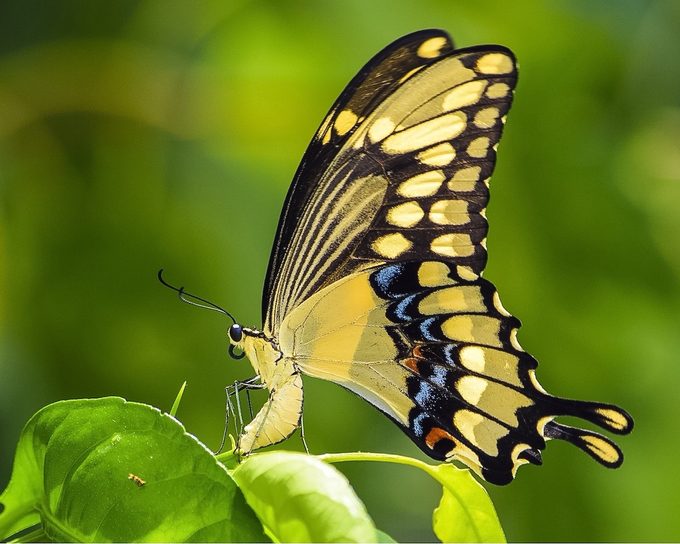 giant swallowtail butterfly