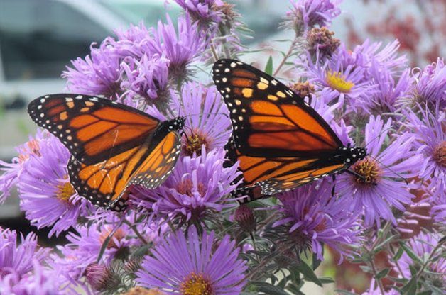 Fall Nectar Plants