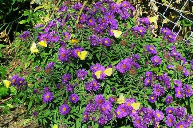 Attract Butterflies with Aster Charlene G