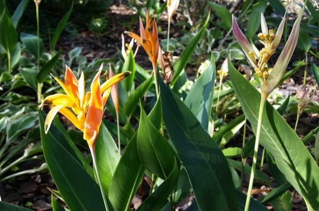 Growing Heliconias Indoors