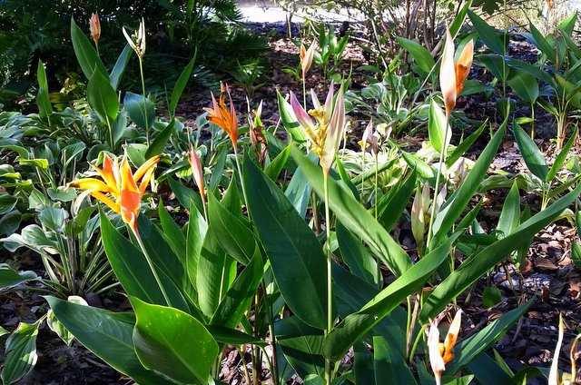 Growing Heliconias Indoors
