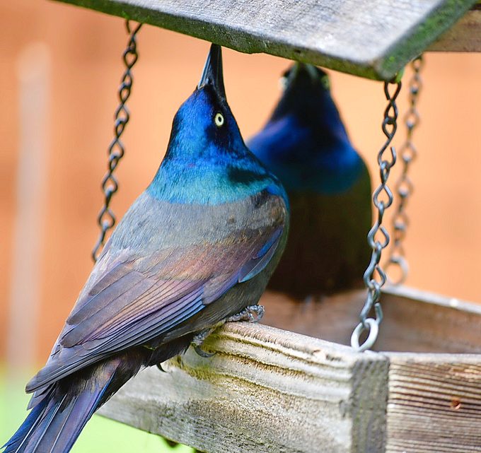 common grackles on bird feeder