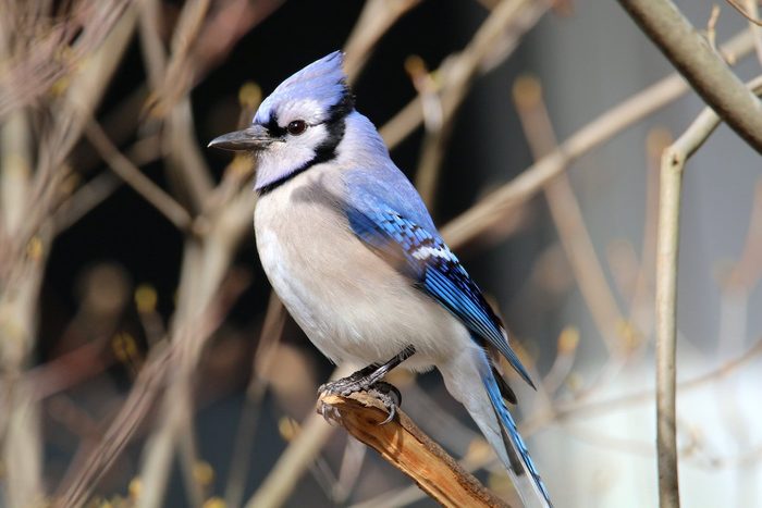 blue jay
