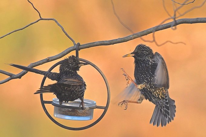 starlings
