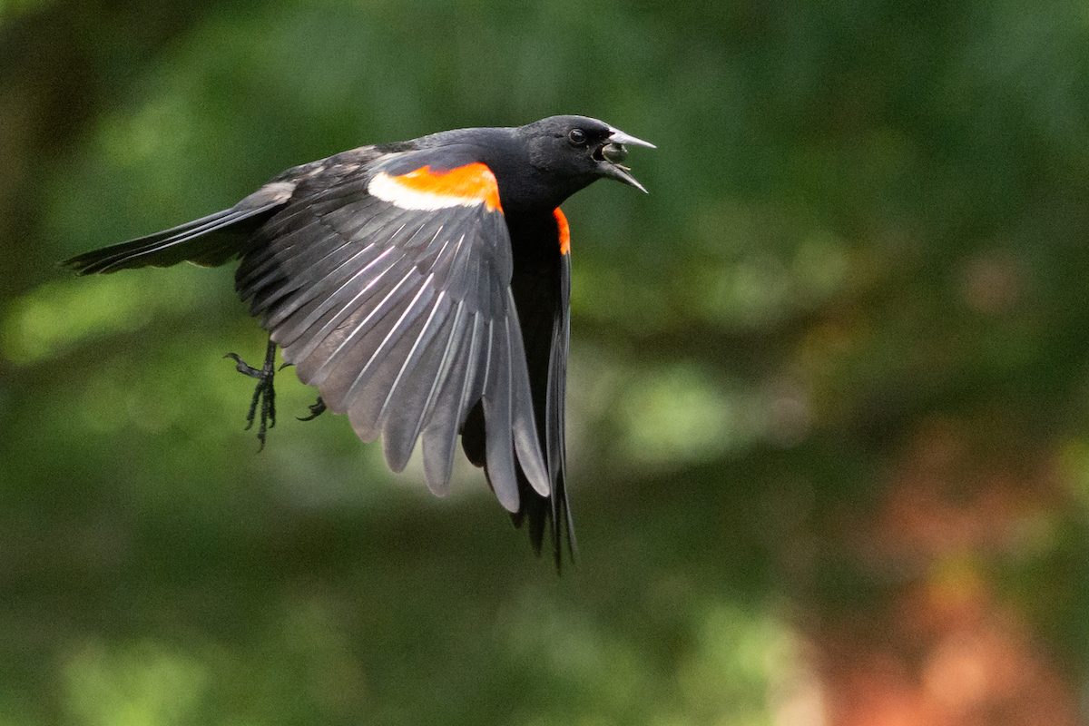 red-winged blackbird