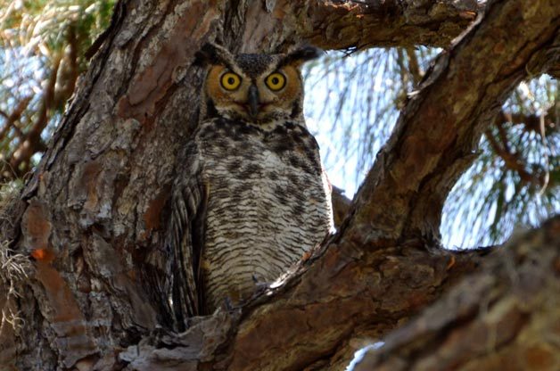Love is in the Air: Bird Courtship Rituals | Birds & Blooms Magazine