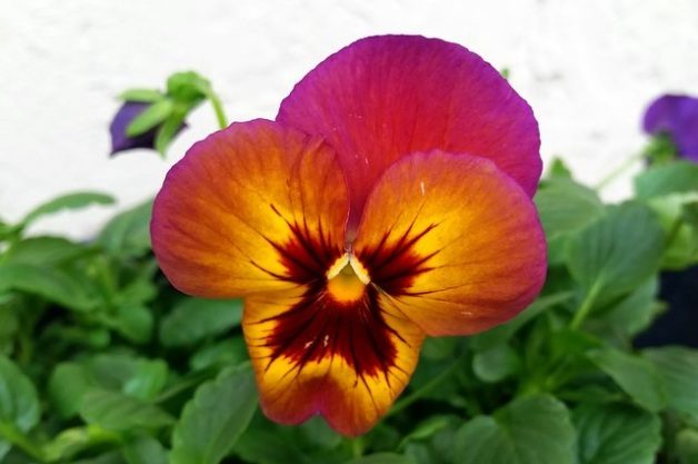 Garden Pansies