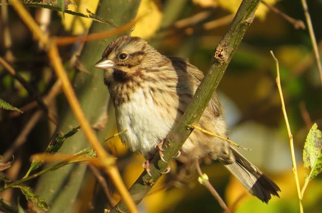 Love is in the Air: Bird Courtship Rituals | Birds & Blooms Magazine