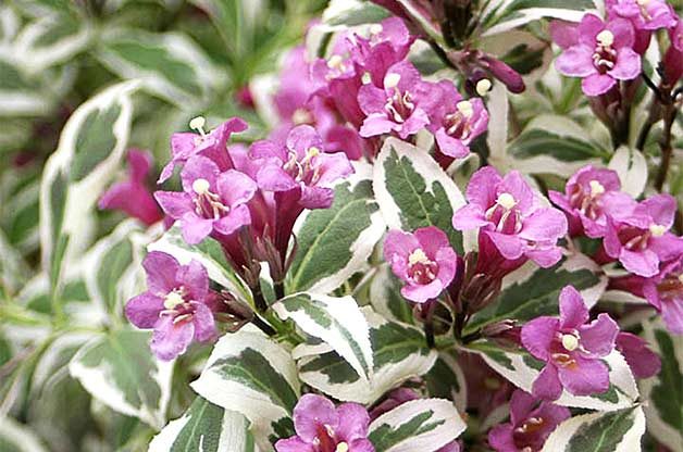 Top 10 Miniature Plants for Small Space Gardening | Birds & Blooms Magazine