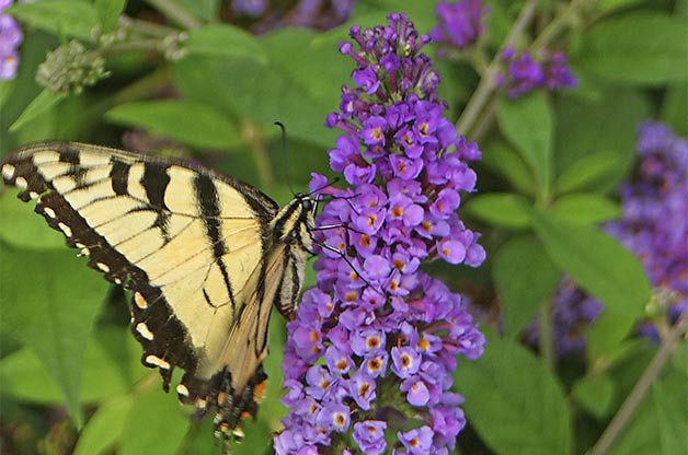 small plants, Miniature Plants for Small Space Gardening | Birds & Blooms Magazine