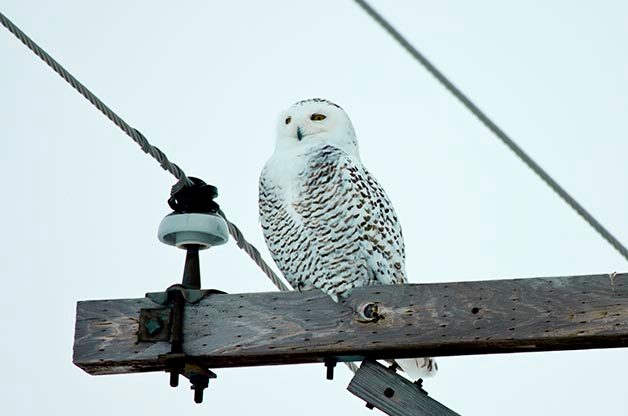 Birding Hotspots for Incredible Winter Birds