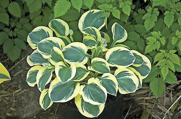 small plants, Top 10 Miniature Plants for Small Space Gardening | Birds & Blooms Magazine