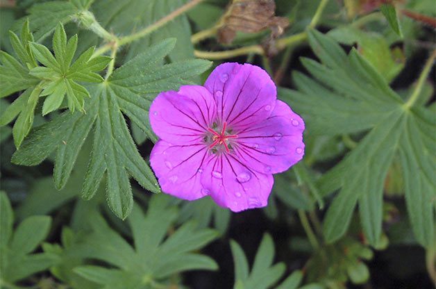 Top 10 Miniature Plants for Small Space Gardening | Birds & Blooms Magazine