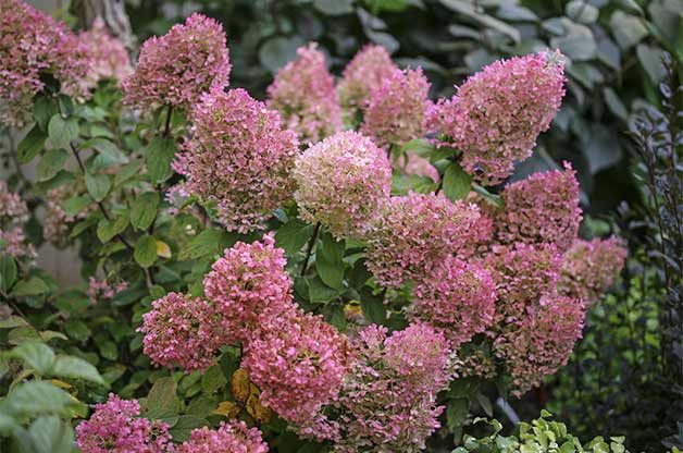 Top 10 Miniature Plants for Small Space Gardening | Birds & Blooms Magazine