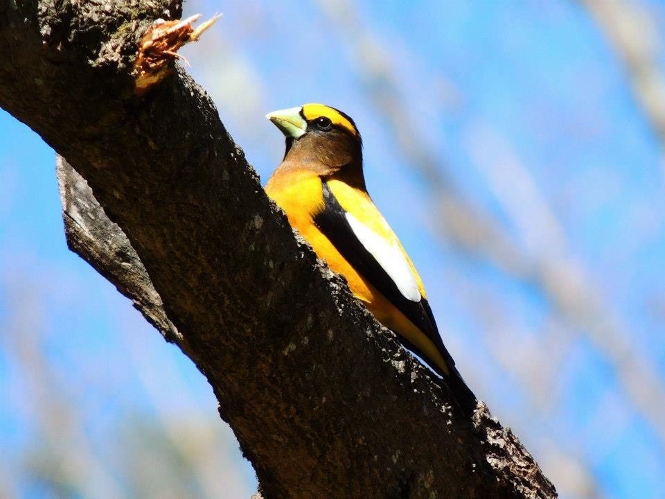 evening grosbeak