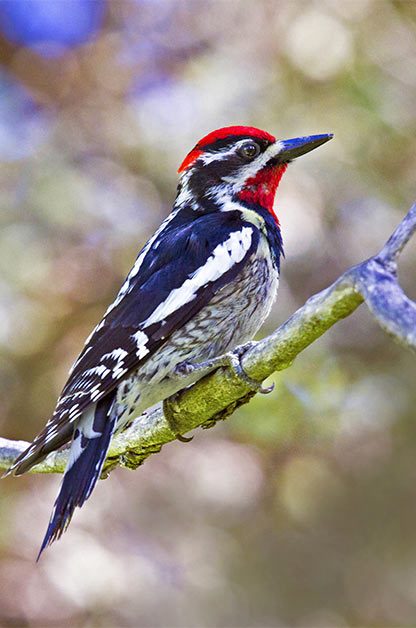 Coast to Coast Birding Hot Spots by Season | Birding | Birds & Blooms Magazine