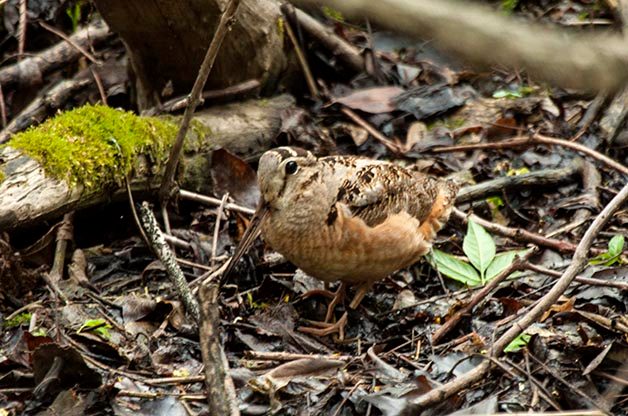 Time to Look for American Woodcock