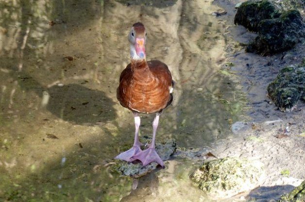 Black-Bellied Whistling Duck