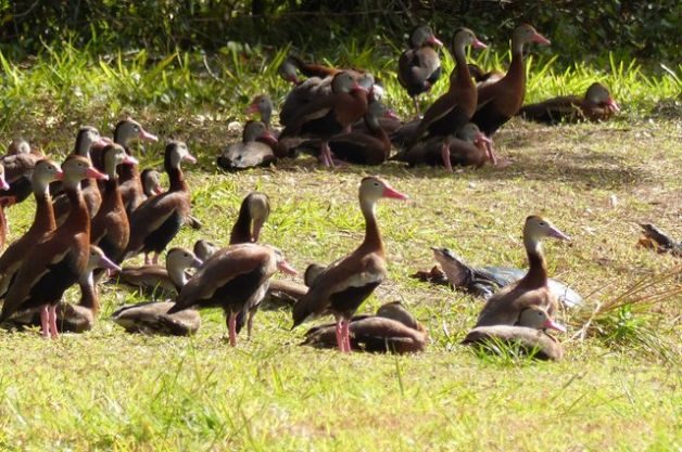 Black-Bellied Whistling Duck 3