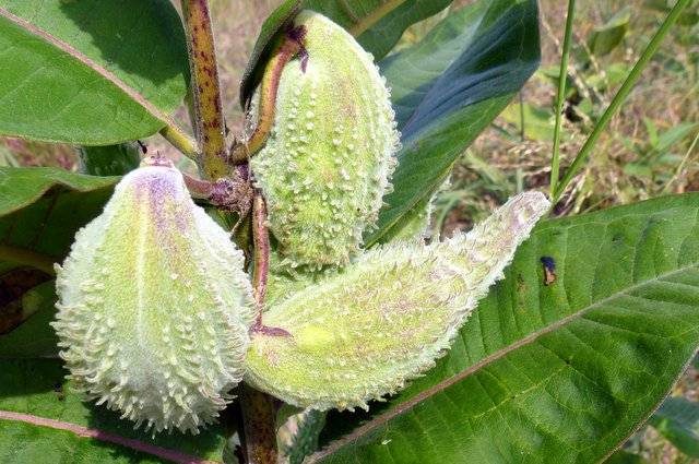 Common Milkweed seed pods