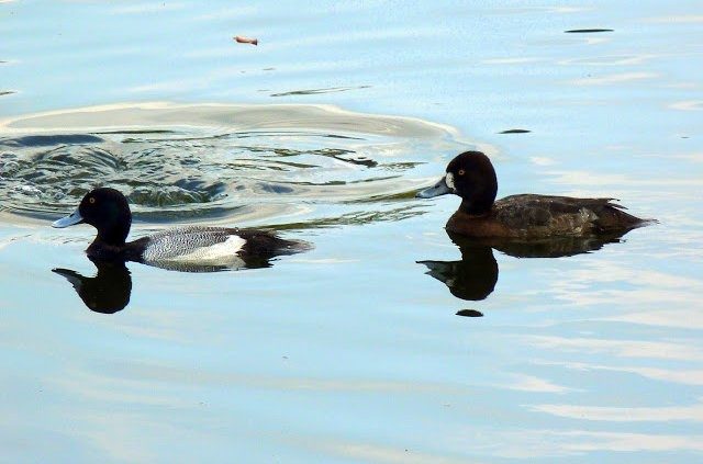 Florida Winter Ducks