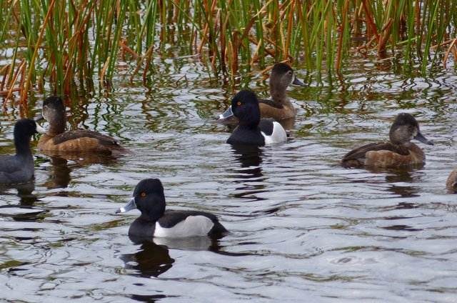 Florida Winter Ducks Ring Necks