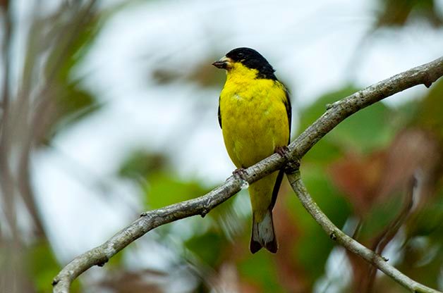 Goldfinches of the US