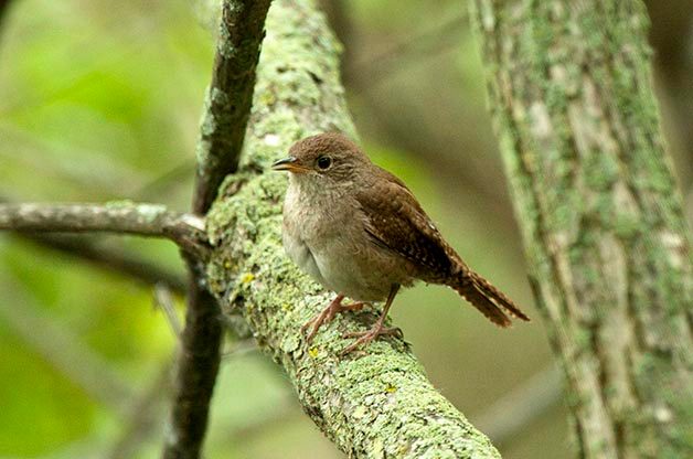 When Will My House Wrens Return?