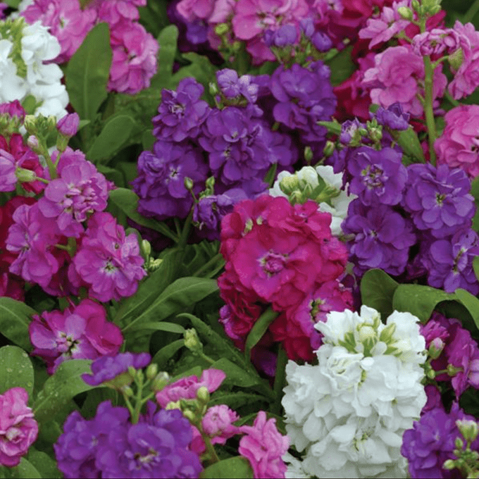hot cakes stock flower variety