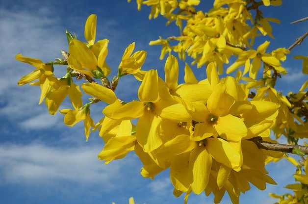 Signs of Spring Forsythia Sharon Wilhite