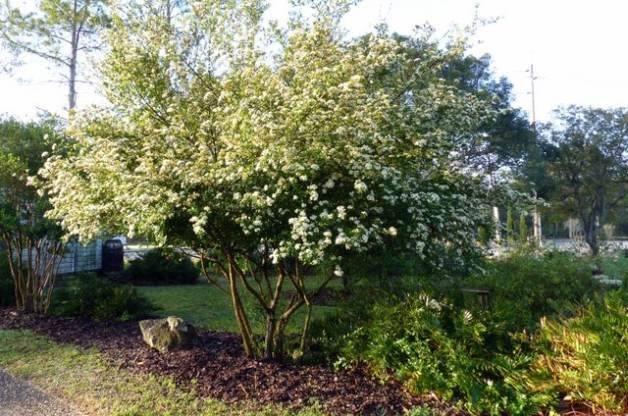 Signs of Spring Viburnum