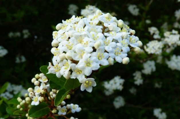 Signs of Spring Viburnum