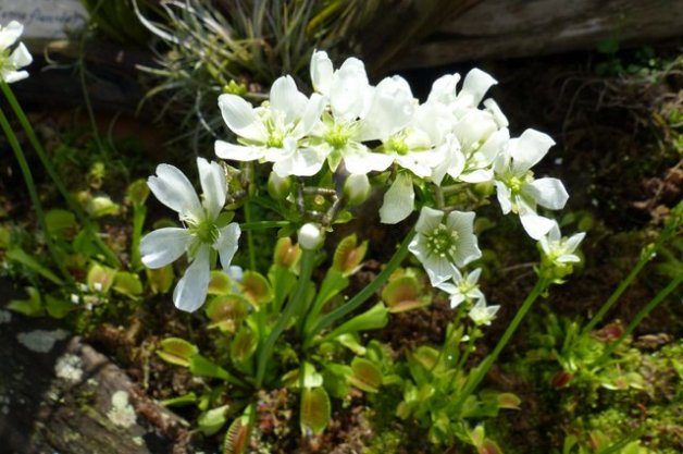 Carnivorous Plants venus flytrap