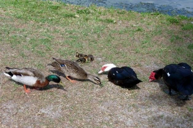 Muscovy Ducks and Mallards