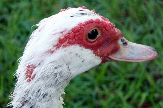 Muscovy Ducks