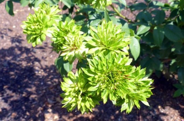Add a Green Rose to Your Garden