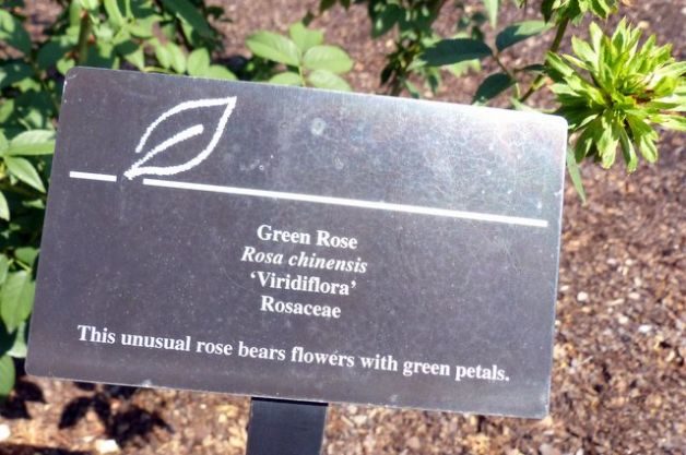 Add a Green Rose to Your Garden