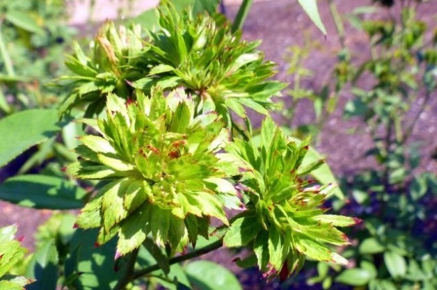Add a Green Rose to Your Garden