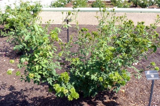Add a Green Rose to Your Garden
