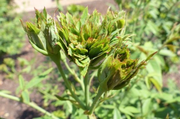 Add a Green Rose to Your Garden
