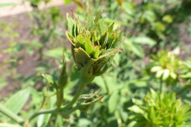 Add a Green Rose to Your Garden