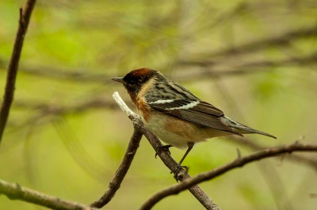 Warblers at Magee Marsh