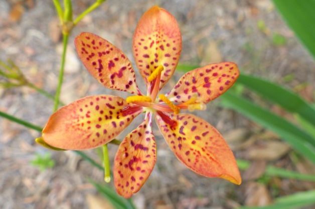Blackberry Lily Iris domestica