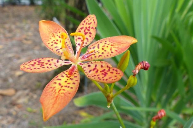 Blackberry Lily Iris domestica