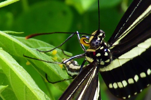 Butterflies Eat Zebra Longwing Pollen