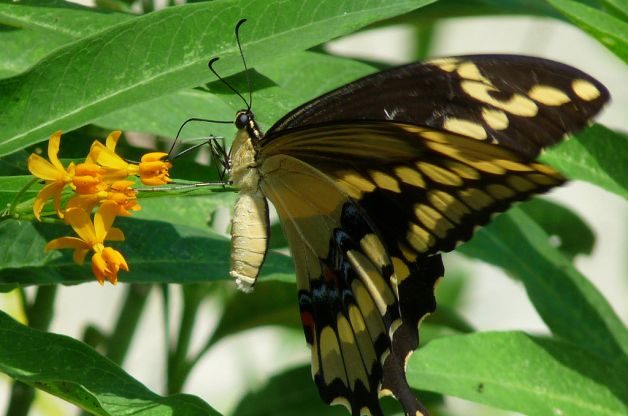 How Butterflies Eat Giant ST
