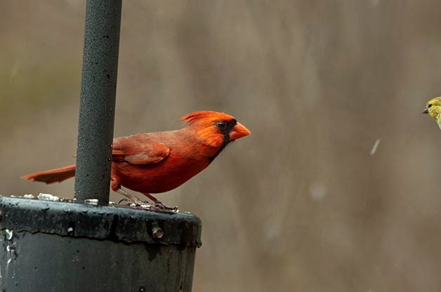 how to hang bird feeder