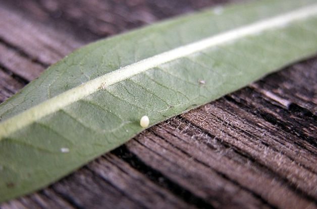 Monarch Egg or Aphid